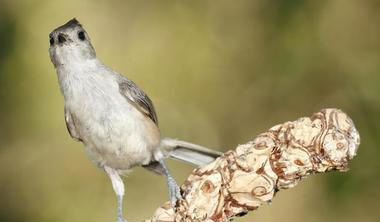 Corpus Christi Bird Watching: A World-Class Destination in Your Backyard — Colonia Del Rey RV Blog