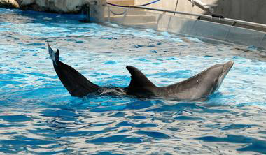 Texas State Aquarium: The Gulf's Best Wildlife Experience in Corpus Christi — Colonia Del Rey RV Blog